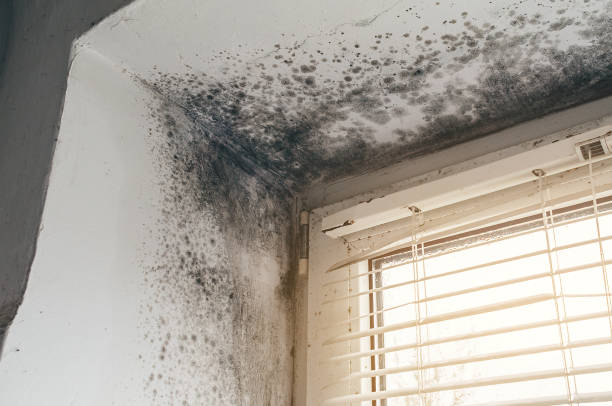 Affordable Mold Cleanup solutions in Cardinal, VA